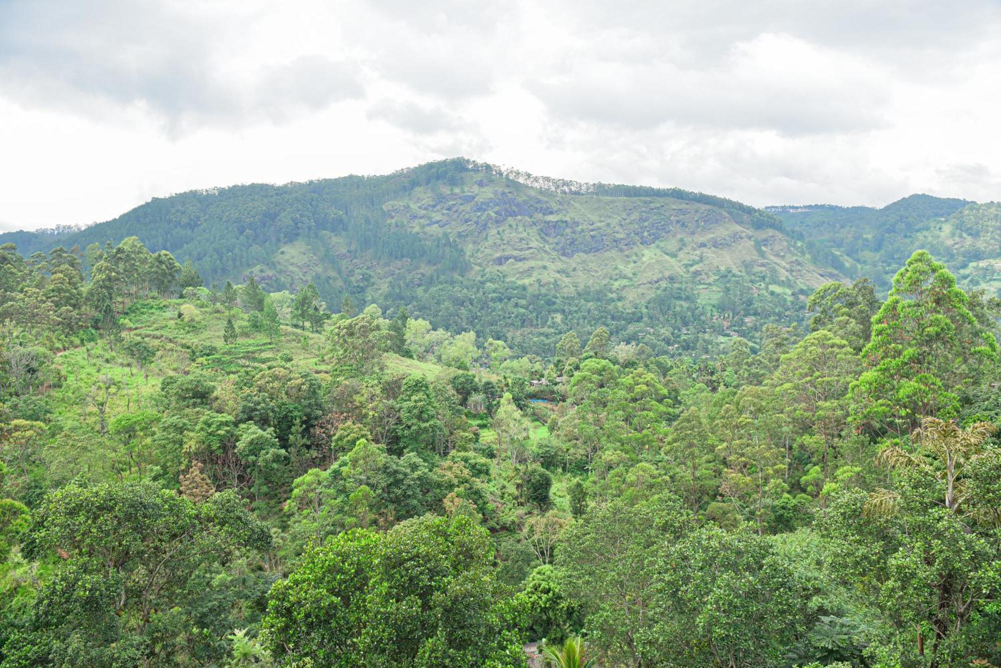 Tea Hills Ella Hotel Ngoại thất bức ảnh