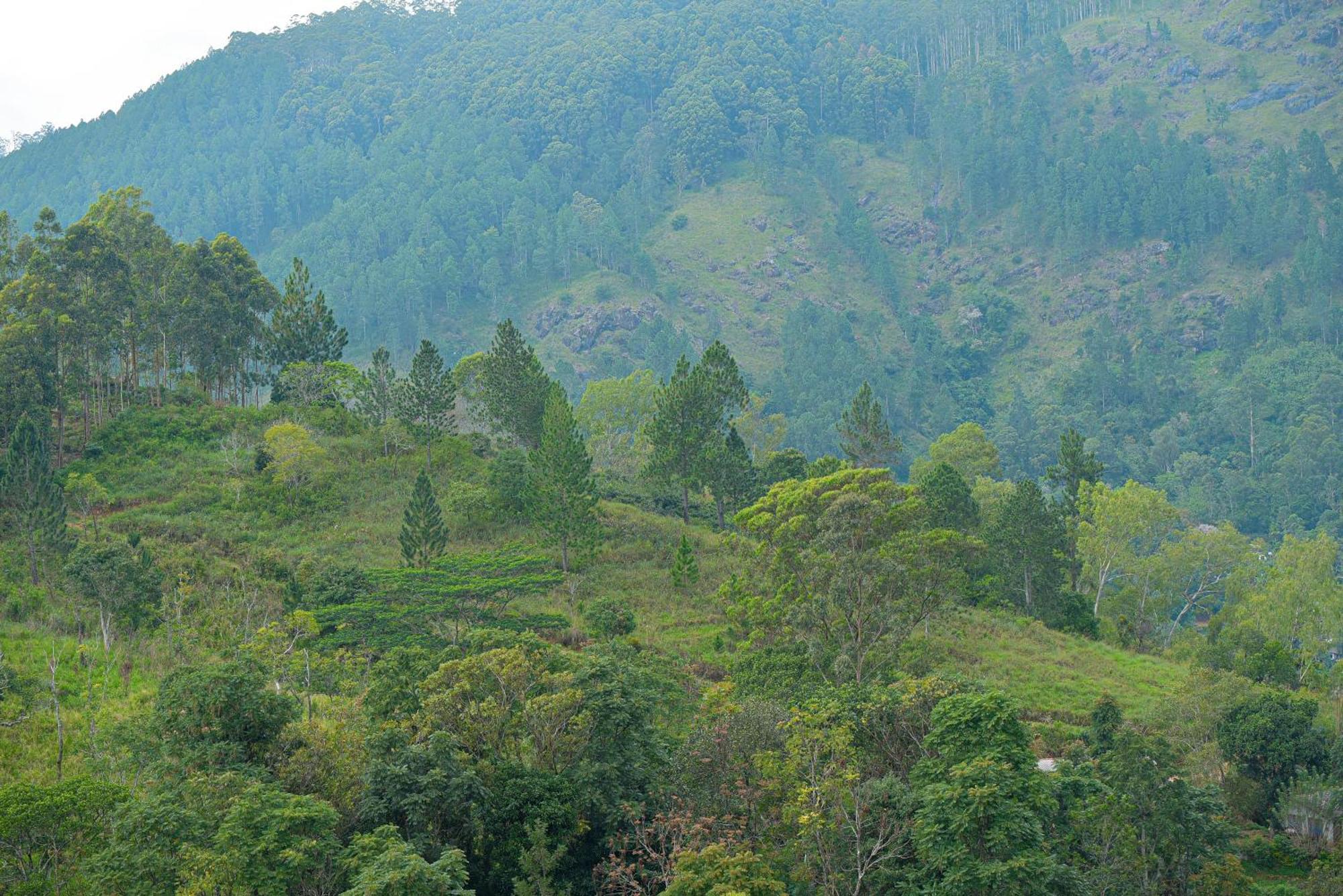 Tea Hills Ella Hotel Ngoại thất bức ảnh